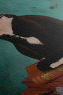 Mi gato no tiene dueño, tiene admiradores 